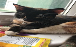 American Shorthair cats for sale: Cat for sale  - Image 3