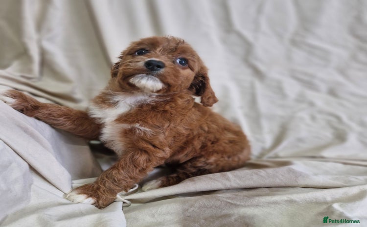 Cavapoo dogs - Advert 1