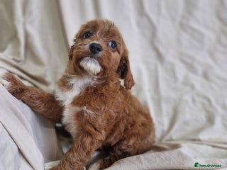 Cavapoo dogs - Advert 2