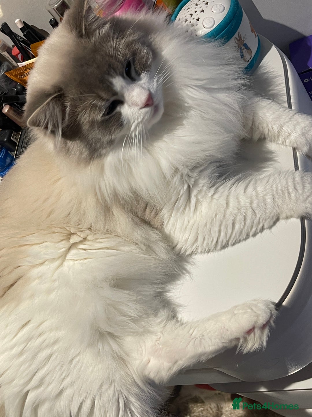 Ragdoll cats for sale: Beautiful Ragdoll kitten  - Image 12