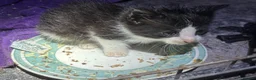 Mixed Breed cats for sale: Two lovely boy kittens.  - Advert 6