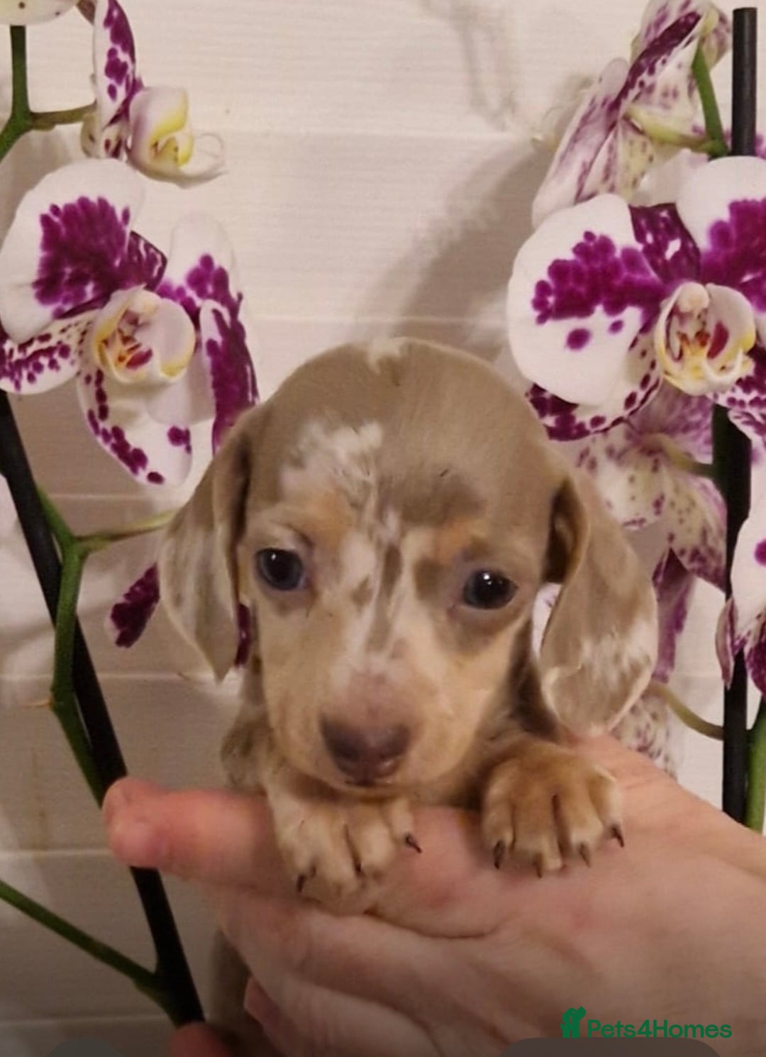 Miniature Dachshund dogs for sale: Miniature dachshund  - Advert 1