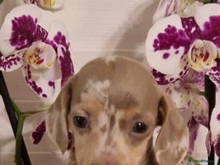 Miniature Dachshund dogs Miniature dachshund - Advert 13