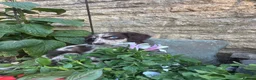 Sprocker dogs for sale: Puppies  - Advert 7