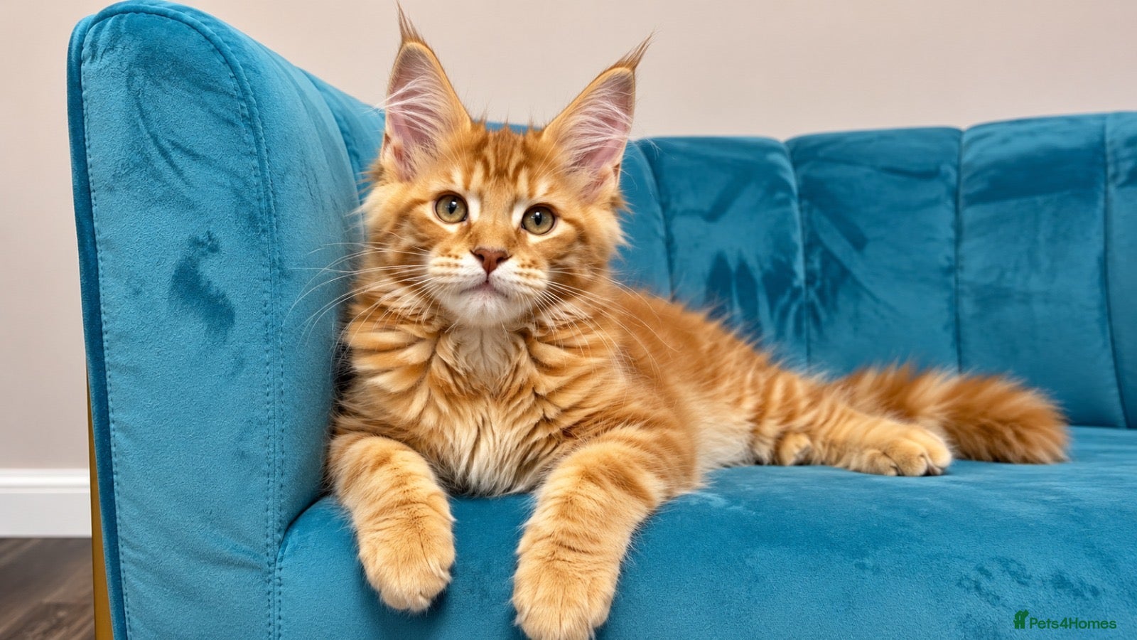 Maine Coon cats for sale: TICA Pedigree Registered Maine Coon Kittens - Advert 1