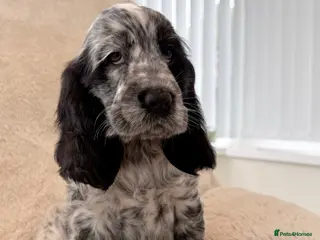 Cocker Spaniel dogs READY NOW Top Quality KC Show Cocker Spaniels - Advert 5