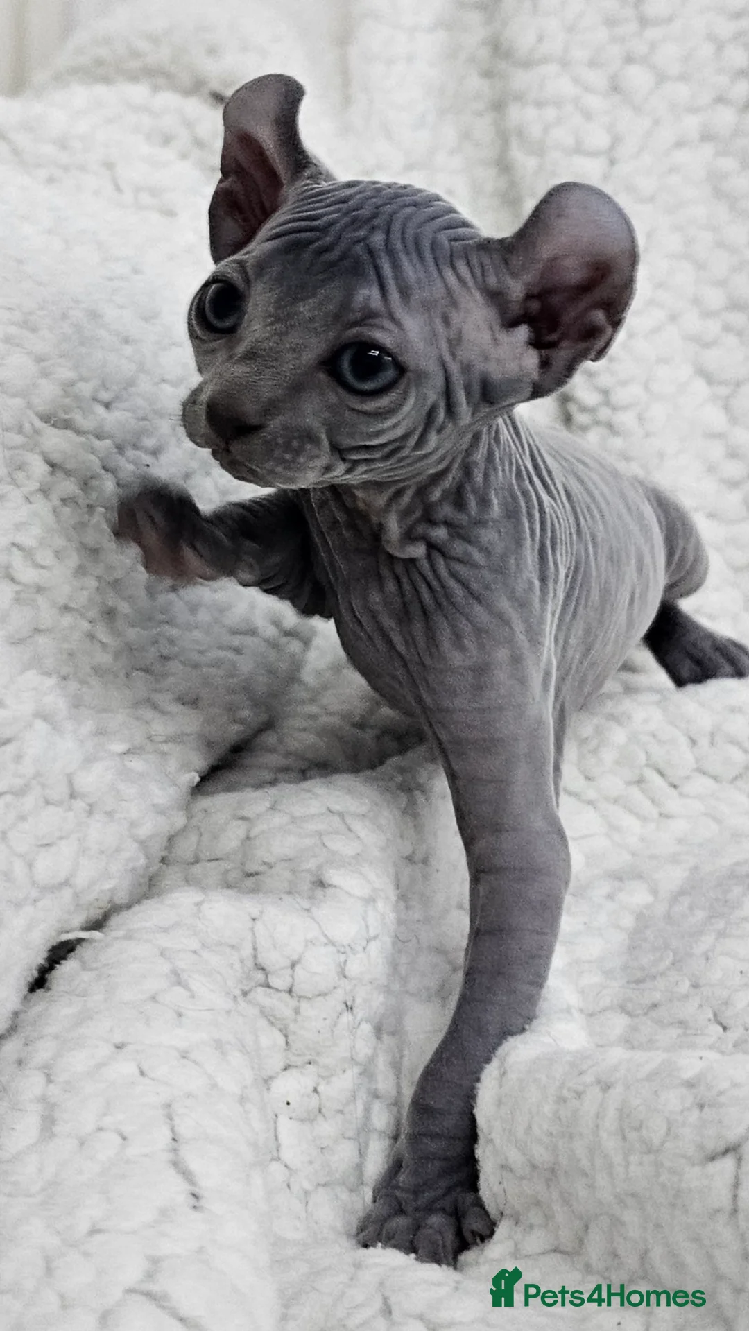 Sphynx cats for sale: Sphynx Elf kittens - Advert 6