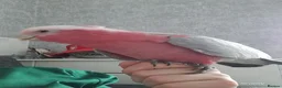 Cockatoo birds for sale: Cookie stupidly tame galah cockatoo  - Advert 4