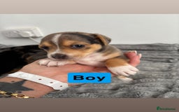 Jack Russell dogs for sale: Merle and black & tan Jack Russell  - Image 2