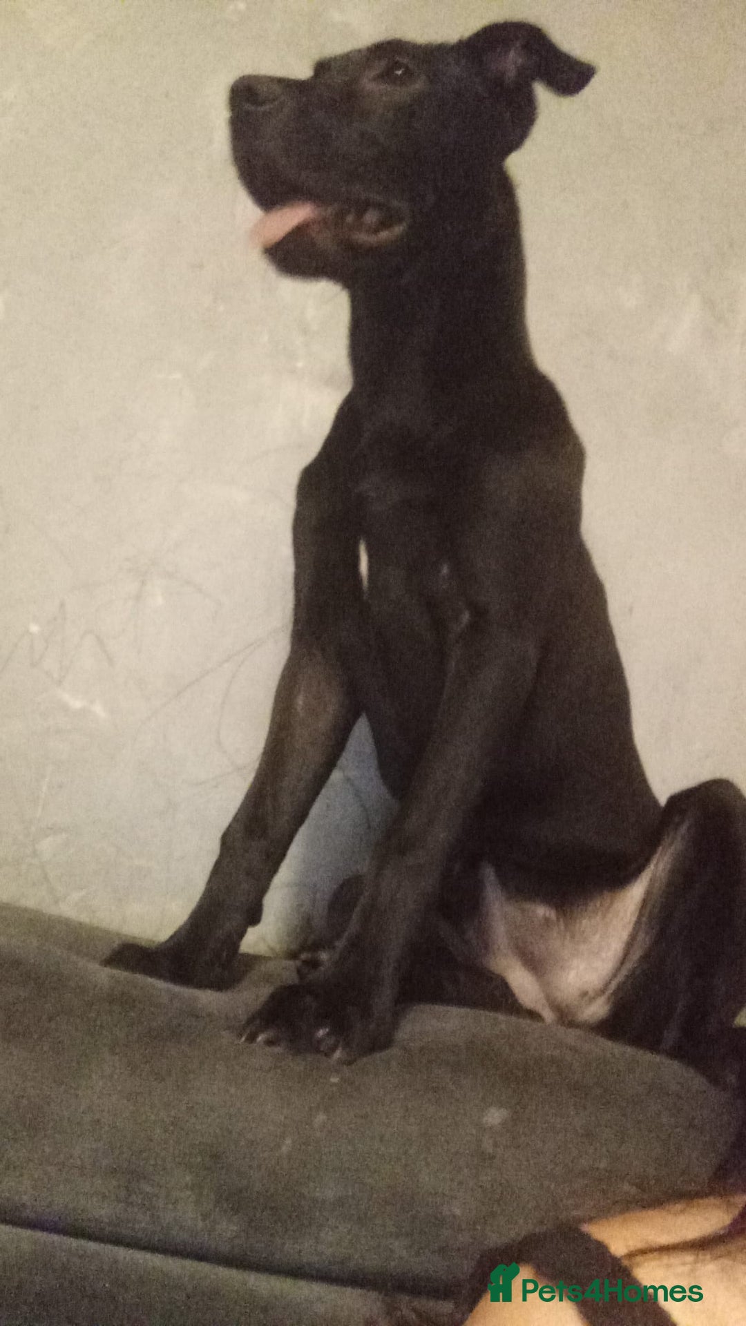 Mixed Breed dogs for sale: Cane corso mixed with pressa  - Image 1