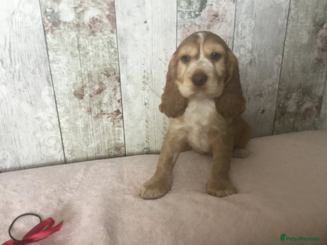 Cocker Spaniel dogs for sale: Adorable Kc reg Cocker pups - Image 14
