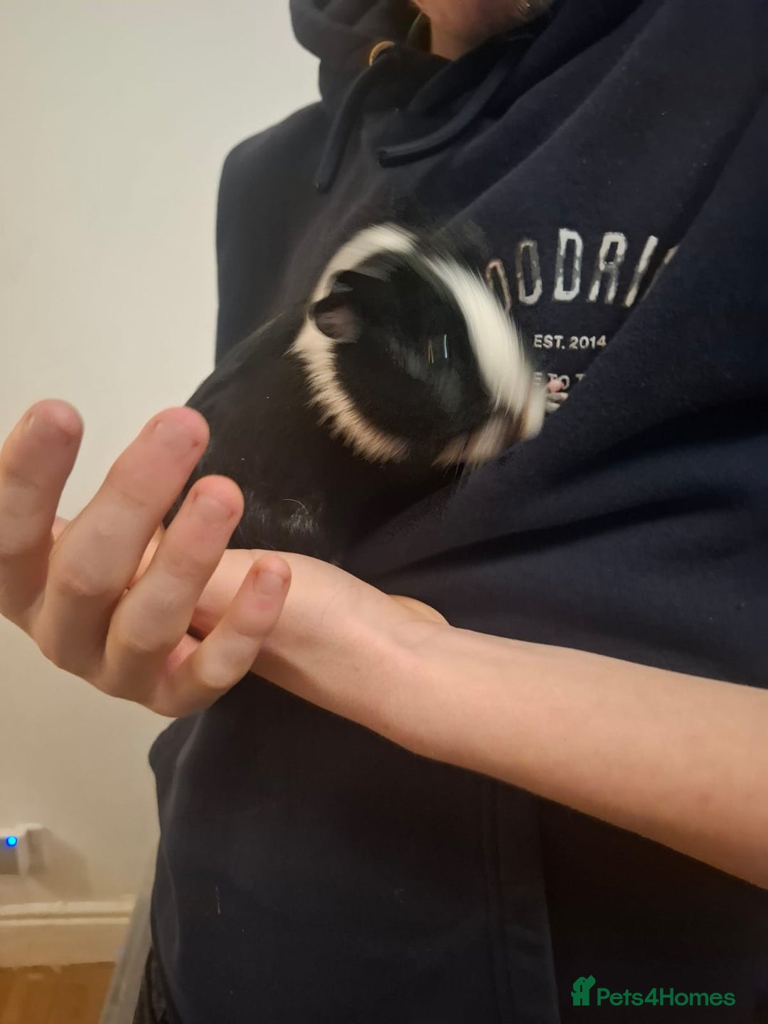 Guinea Pig rodents for sale: 2 1 year old male guinea pigs and cage - Image 7
