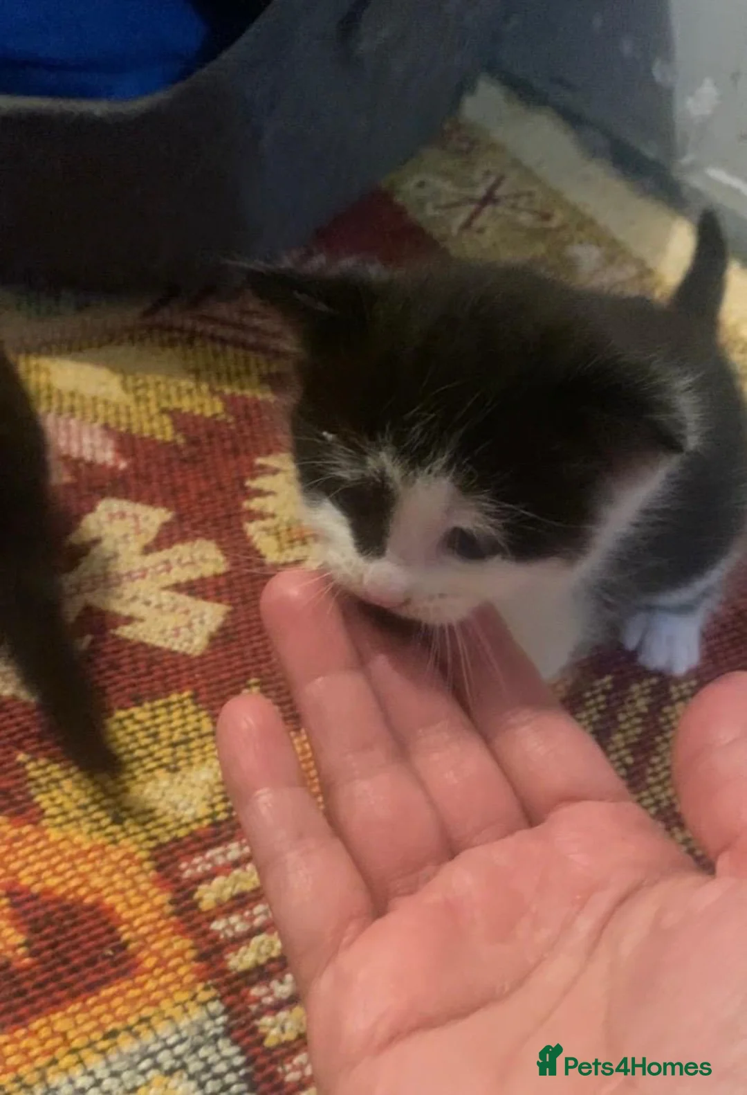 Mixed Breed cats for sale: Adorable kittens - Advert 2