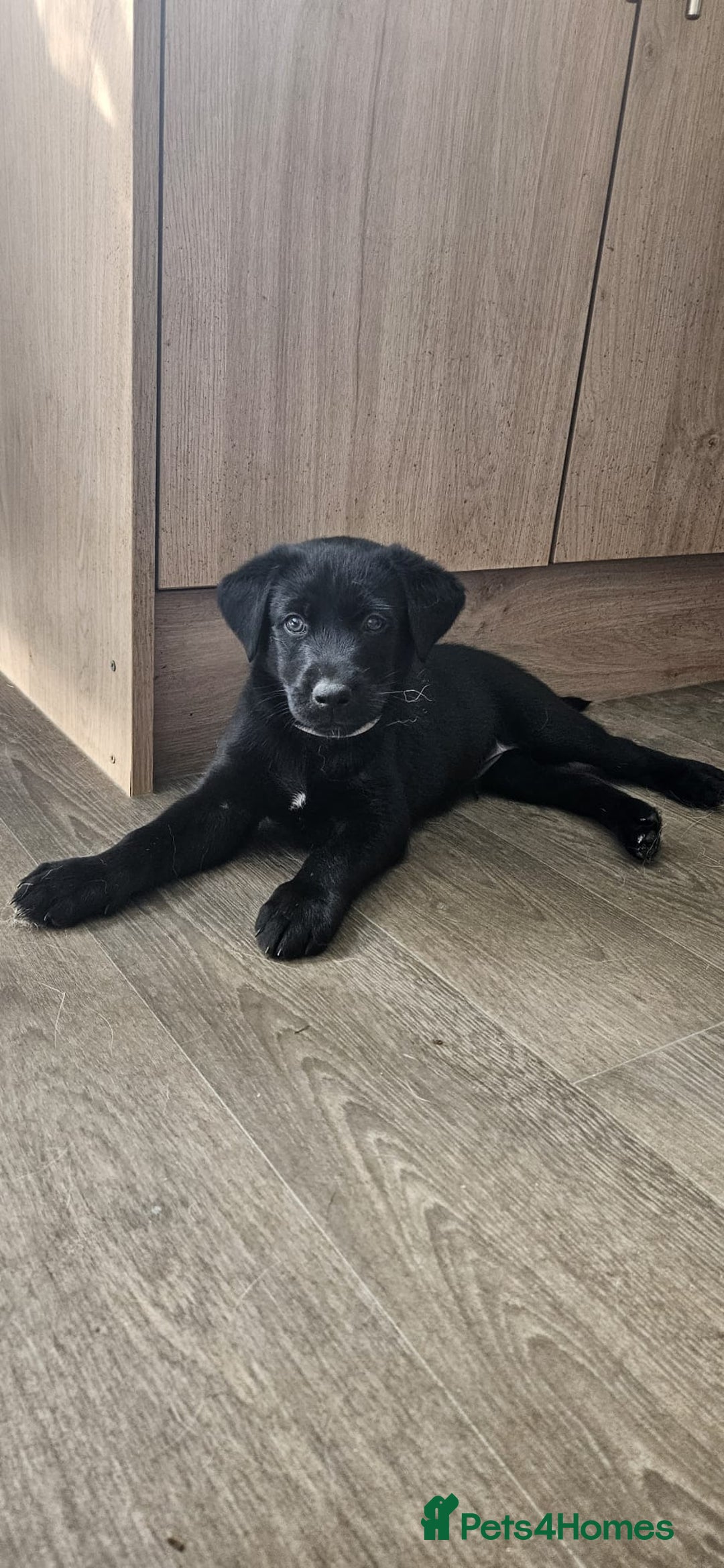 Labrador Retriever dogs for stud: KC reg Labrador for Stud - Image 8