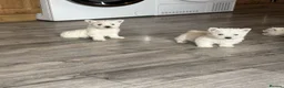 West Highland Terrier dogs for sale: STUNNING FULL WEST HIGHLAND PUPPIES  - Advert 3