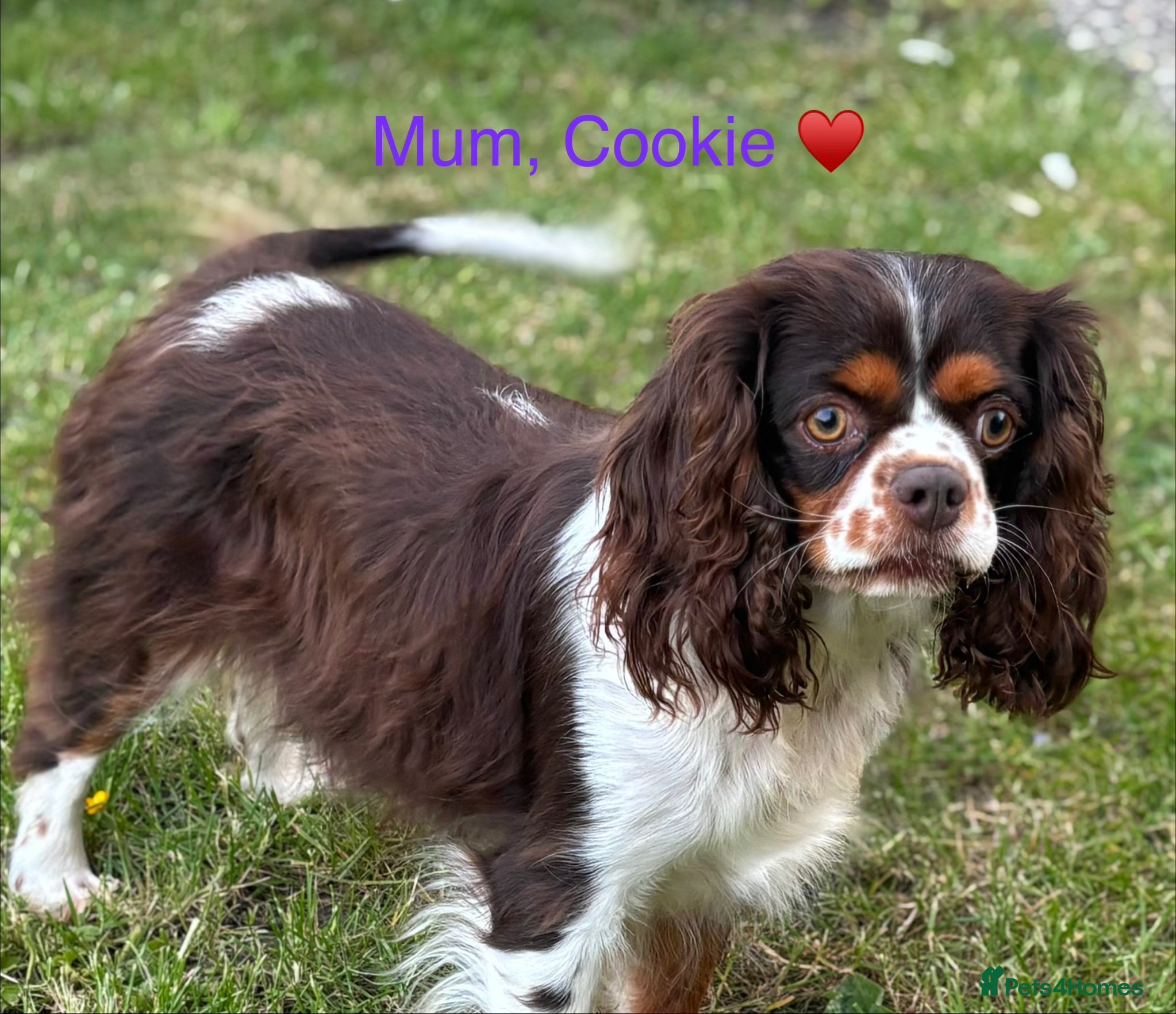 Cavalier King Charles Spaniel dogs 🐶 Health tested Cavalier King Charles Puppies 🐶  - Advert 1