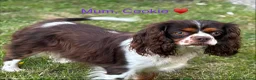 Cavalier King Charles Spaniel dogs for sale: 🐶 Health tested Cavalier King Charles Puppies 🐶  - Advert 1