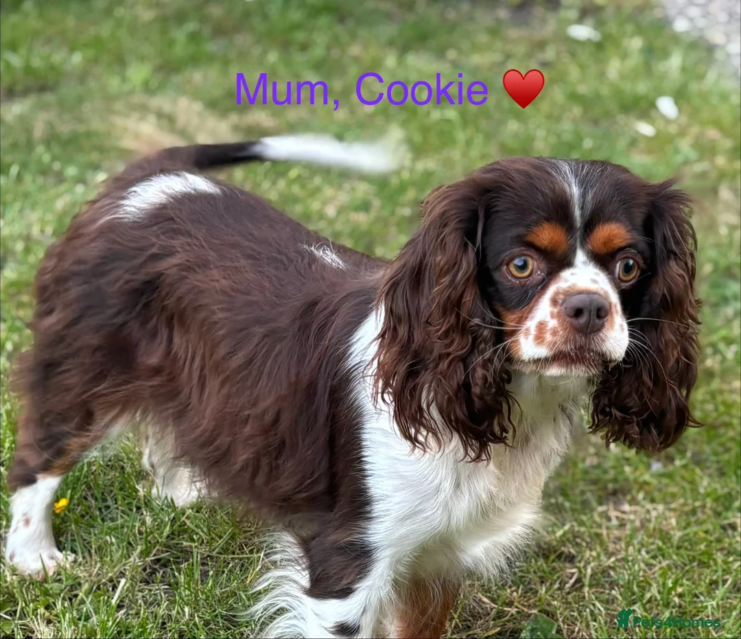 Cavalier King Charles Spaniel dogs for sale: 🐶 Health tested Cavalier King Charles Puppies 🐶  - Advert 1