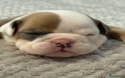 English Bulldog dogs for sale: English Bulldog puppies for sale KC registered  - Image 10