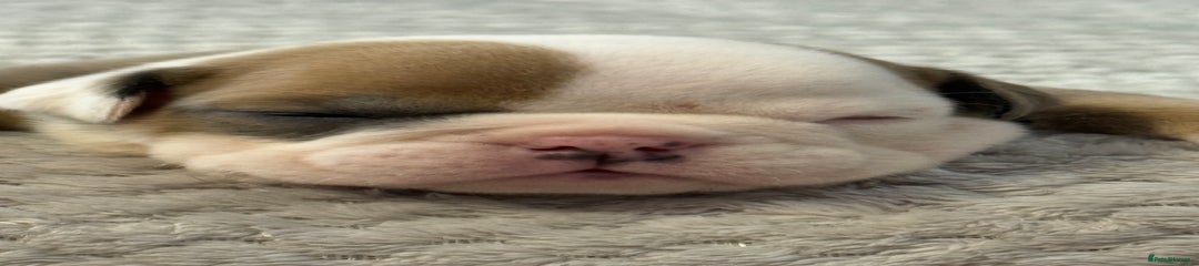 English Bulldog Puppy 2 (Bentley)