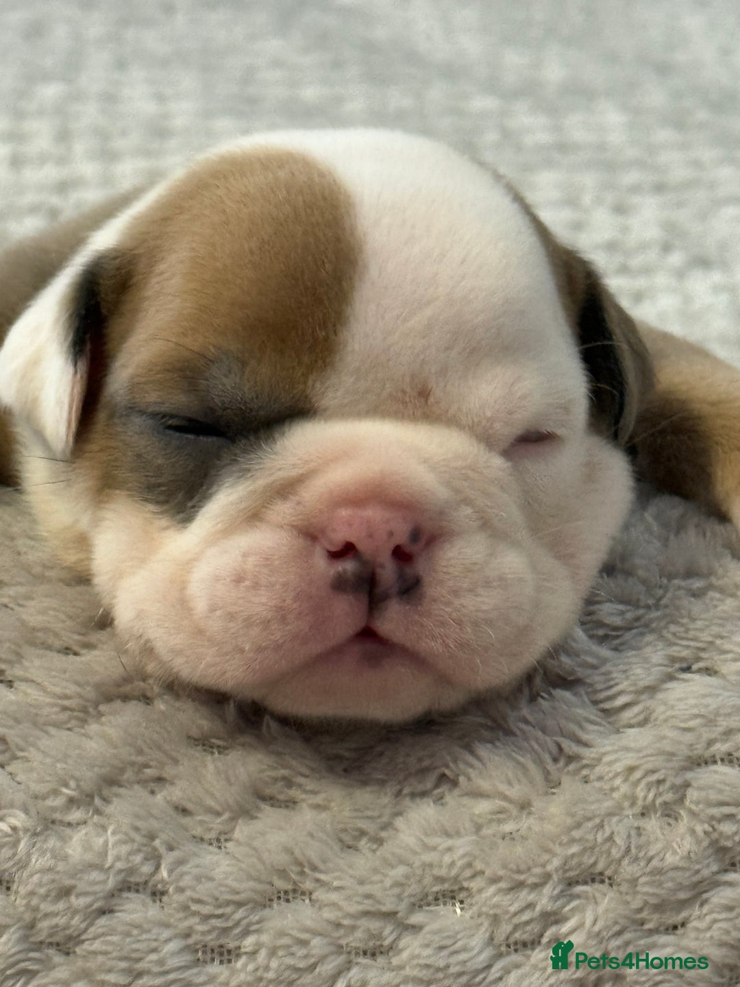 English Bulldog dogs for sale: English Bulldog puppies for sale KC registered  - Image 10