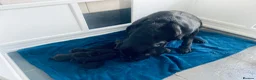 Labrador Retriever dogs for sale: KC registered black Labrador retriever pups  - Advert 2