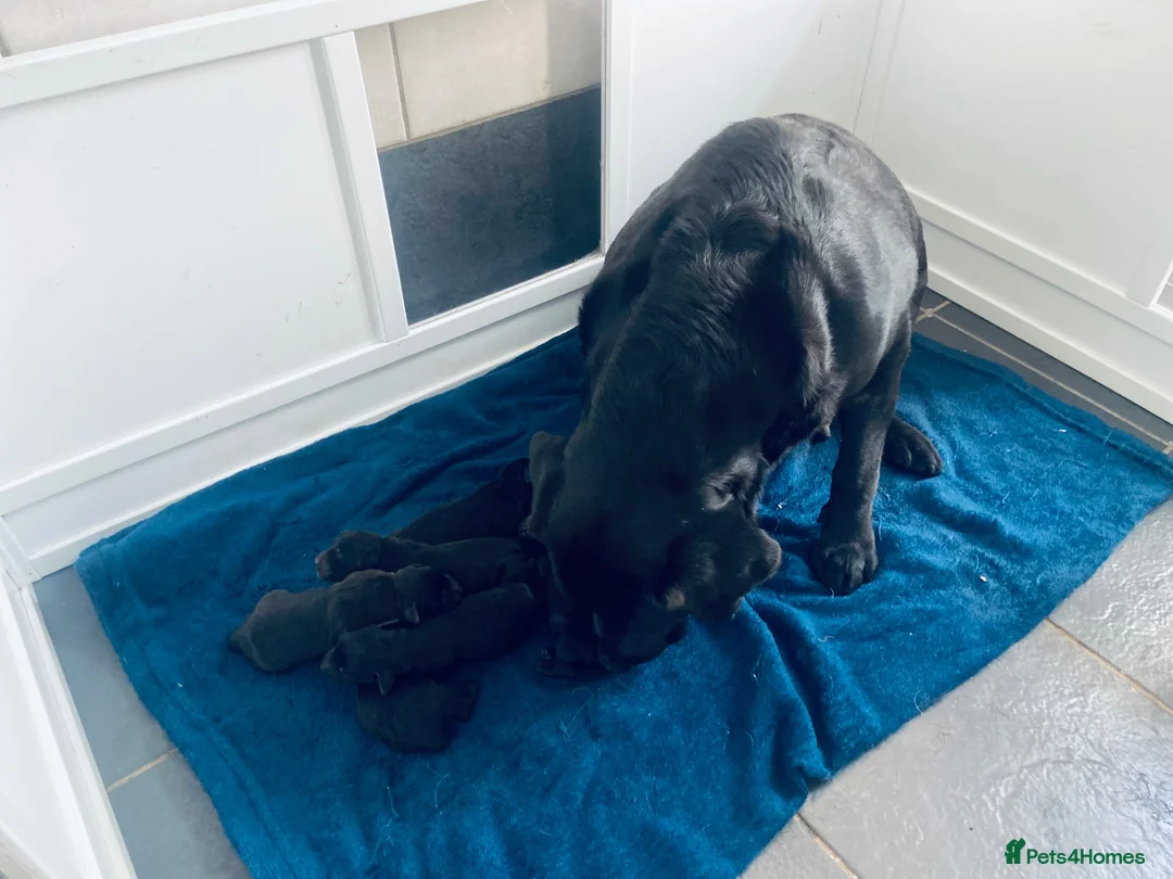 Labrador Retriever dogs for sale: KC registered black Labrador retriever pups  - Advert 2