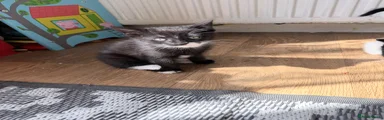 Mixed Breed Kitten 3