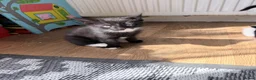 Mixed Breed cats for sale: 3 cute and playful kittens  - Advert 5