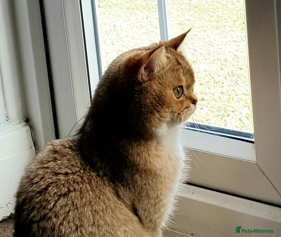 Scottish Fold cats for stud: GOLD CHINCHILLA SCOTTISH STRAIGHT PEDIGREE. STUD in London - Advert 22