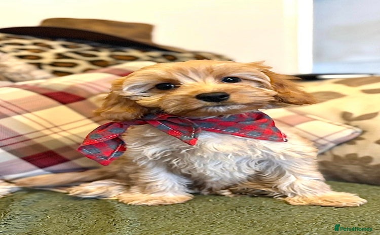 Cavapoo dogs - Advert 1