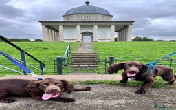 Cocker Spaniel dogs for sale: WAITING LIST - KC DNA CLEAR PUPS DUE 12/12/25 - Advert 5
