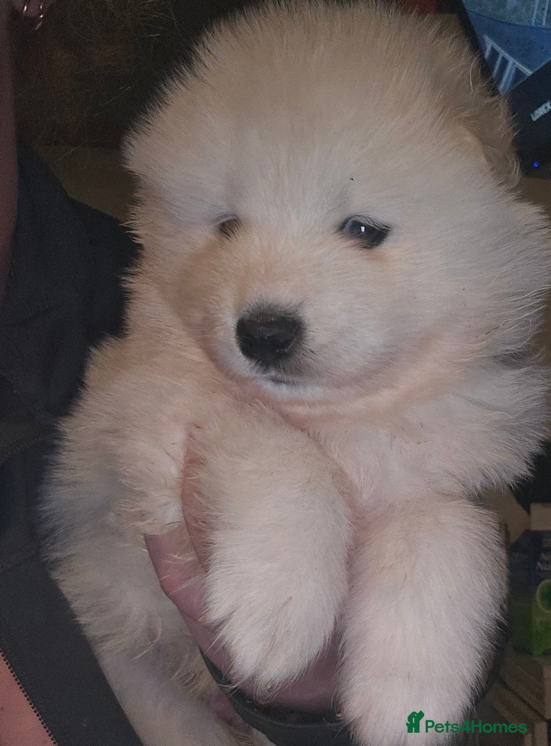 Samoyed dogs for sale: Registered samoyed puppies  - Advert 2