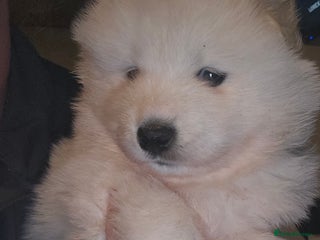 Samoyed dogs Registered samoyed puppies - Advert 1