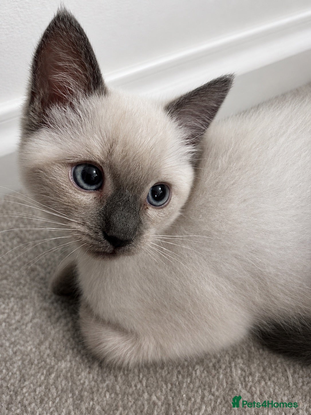 Mixed Breed cats READY NOW! RagdollxRussian blue kittens for sale - Advert 21