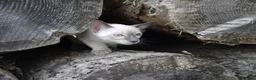 Siamese cats for sale: Adorable Siamese Kittens in Inverness - Advert 3