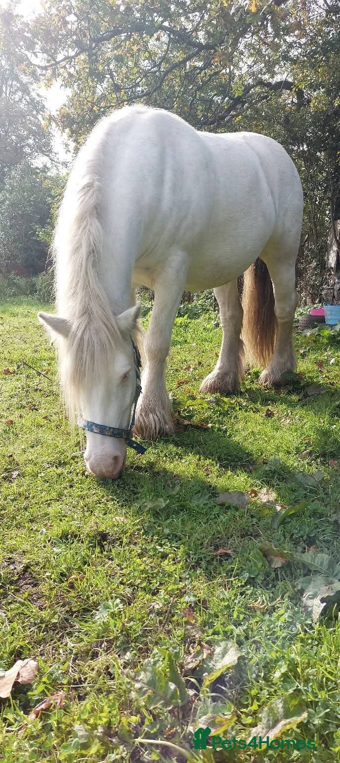 Irish Cob horses Blagdon cob Gelding  - Advert 2
