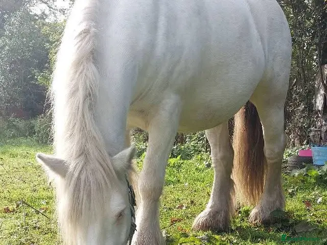 Irish Cob horses Blagdon cob Gelding - Advert 2