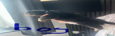 Rottweiler 2