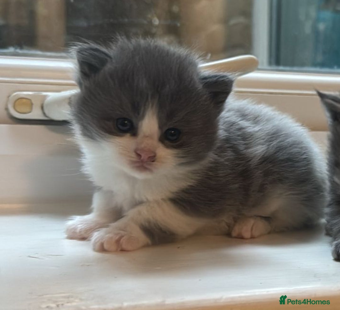 Maine Coon cats for sale: Beautiful Maine coon  - Image 3