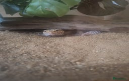 Leopard Gecko reptiles for sale: Leopard Gecko for rehoming - Image 1