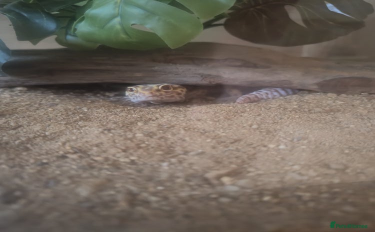 Leopard Gecko reptiles - Advert 1