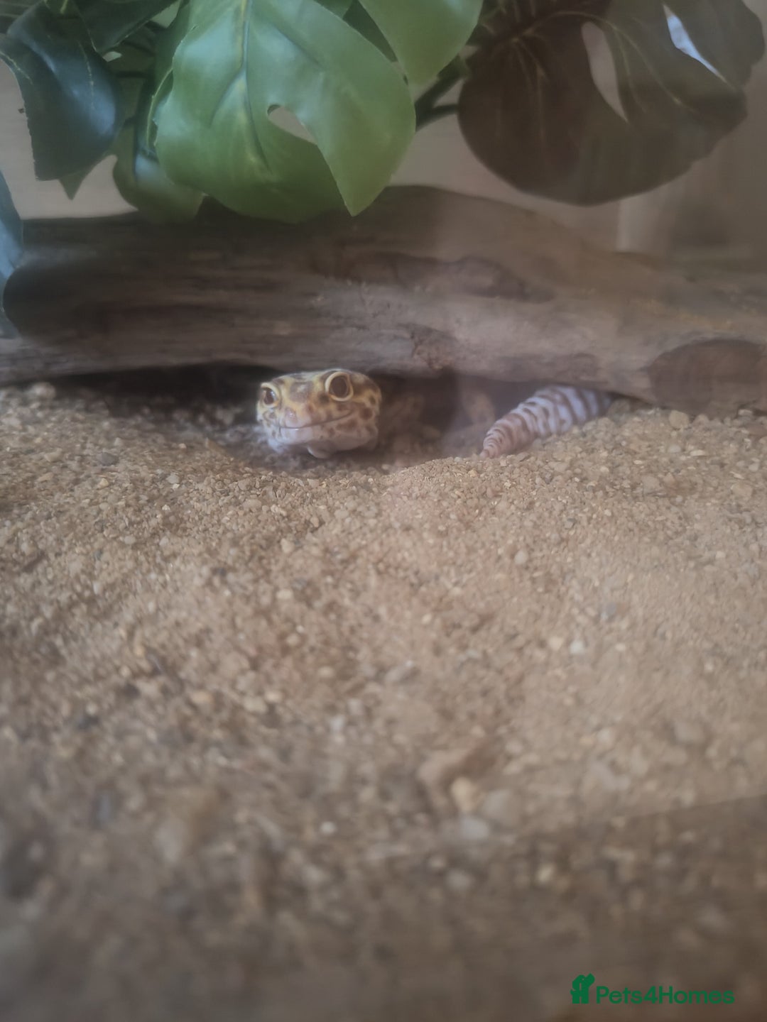 Leopard Gecko reptiles for sale: Leopard Gecko for rehoming - Image 1