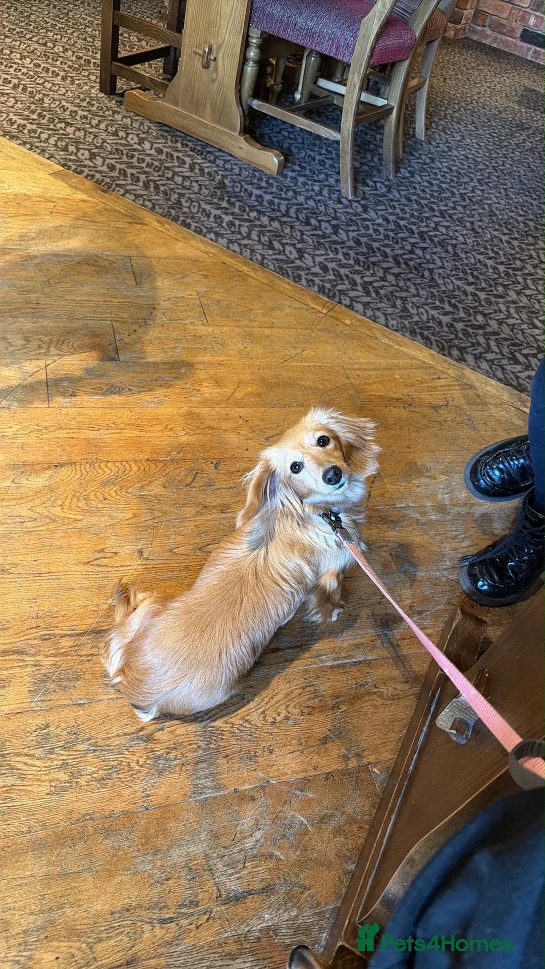 Miniature Dachshund dogs for sale: Beautiful Quality Longhaired Bitch - Advert 2