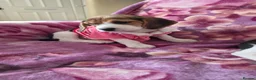 Beagle dogs for sale: Beautiful Beagle puppies looking for loving homes - Advert 5