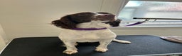 Mixed Breed dogs for sale: 7 gorgeous American Bulldog x Springer Spaniel - Advert 7