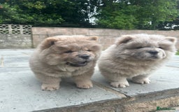Chow Chow dogs for sale: Chow chow puppies ready to leave in Cardiff - Image 2