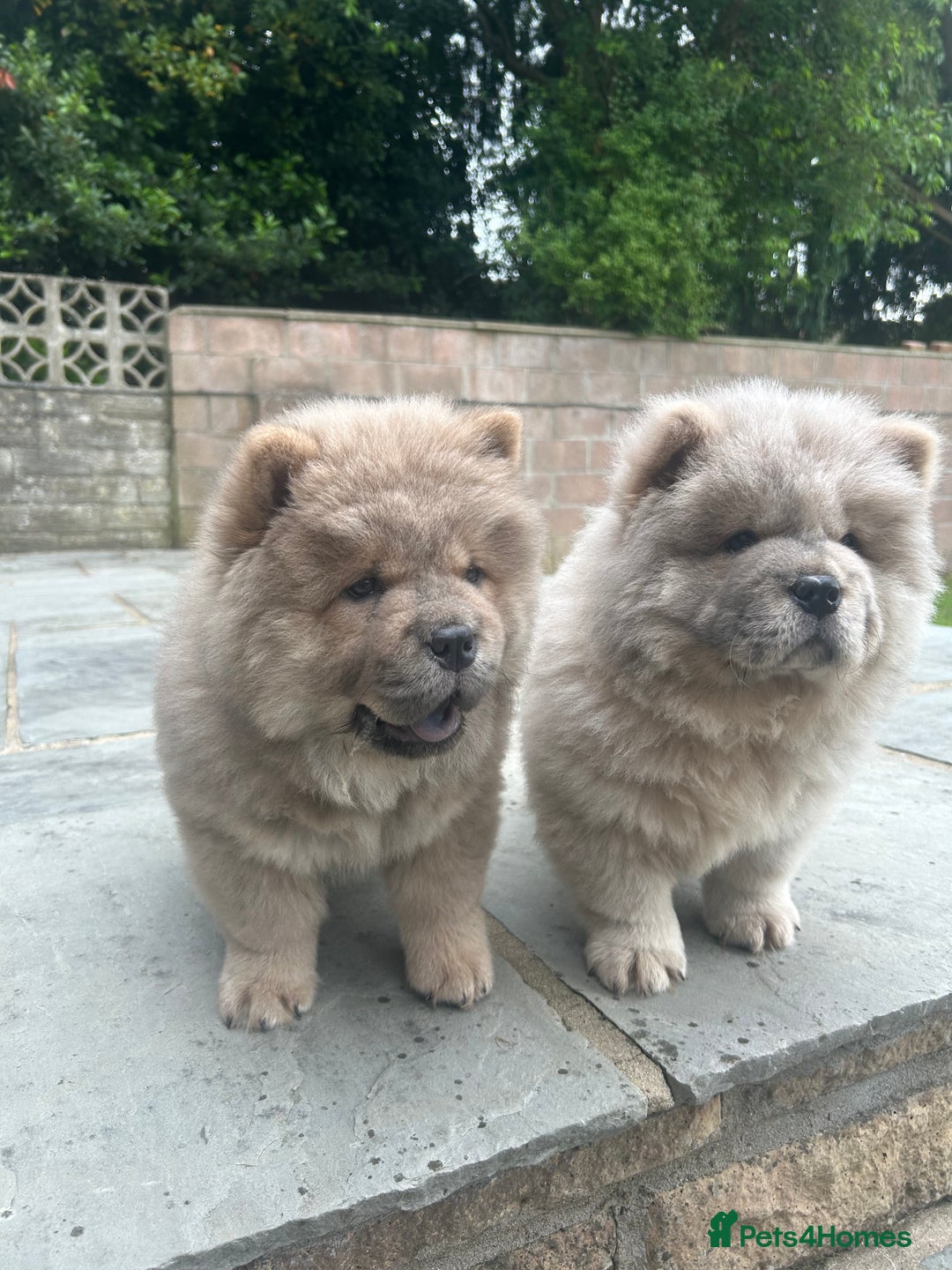 Chow Chow dogs for sale: Chow chow puppies ready to leave in Cardiff - Image 2