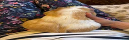 Guinea Pig rodents for sale: Female pregnant guinea pig  in Dunmow - Advert 3