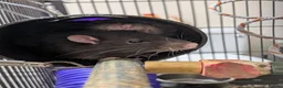 Rat rodents for sale: 4 beautiful male rats for free loving home  - Advert 5